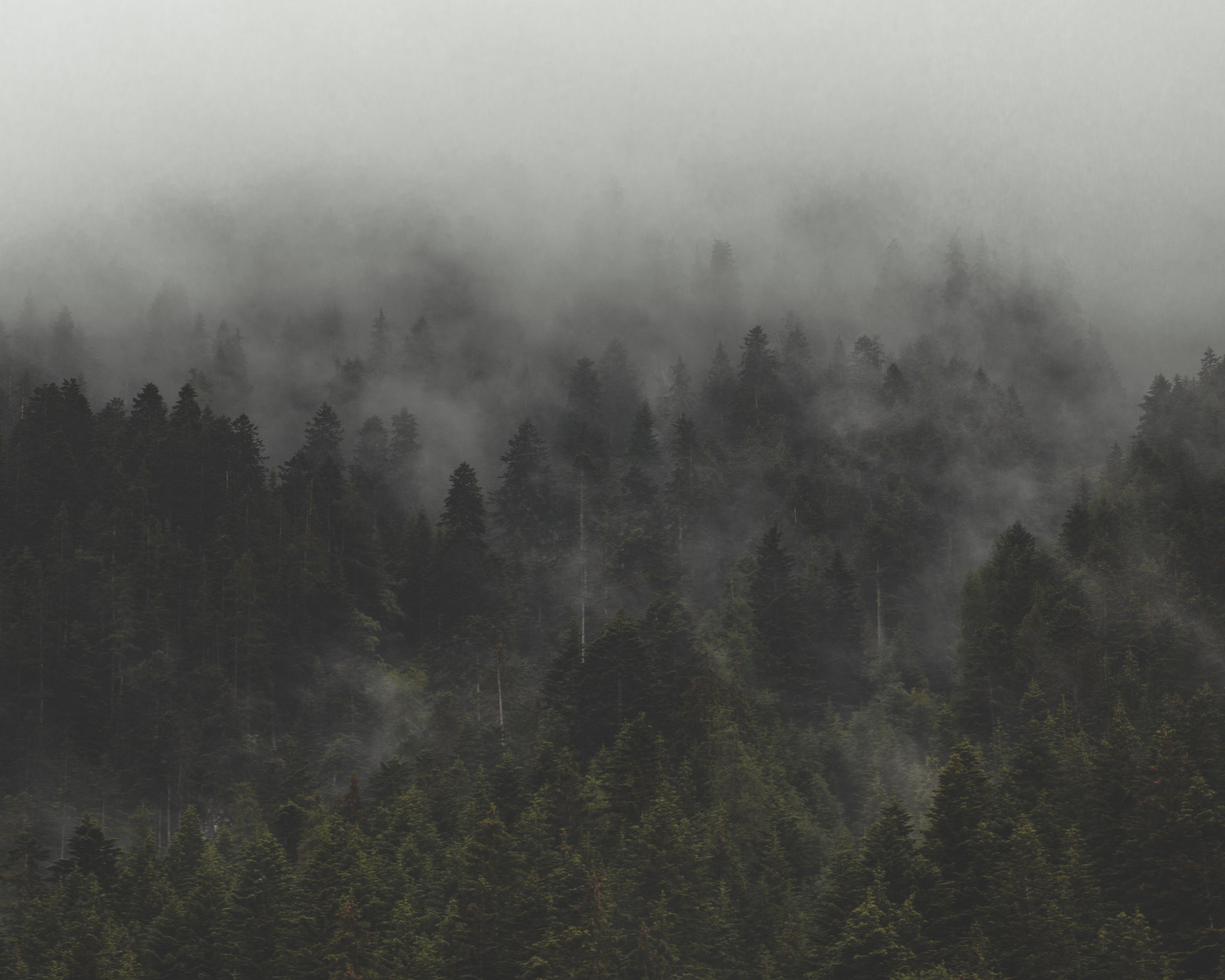 MistyForest.jpg