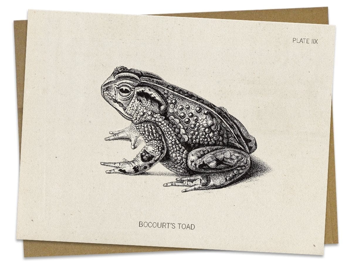 Toad-Specimen-Card-Cognitive-Surplus-919.jpg