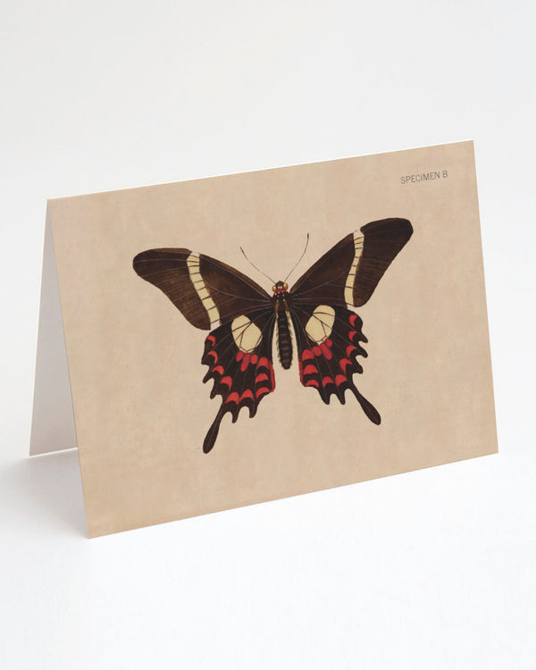 Vintage Butterfly Illustration Specimen B Greeting Card - Cognitive Surplus - 1