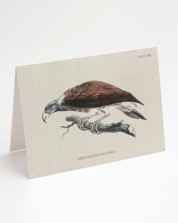 Fish Eagle Bird Specimen Card
