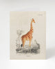 Giraffe Specimen Card