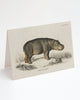 Hippopotamus Specimen Card