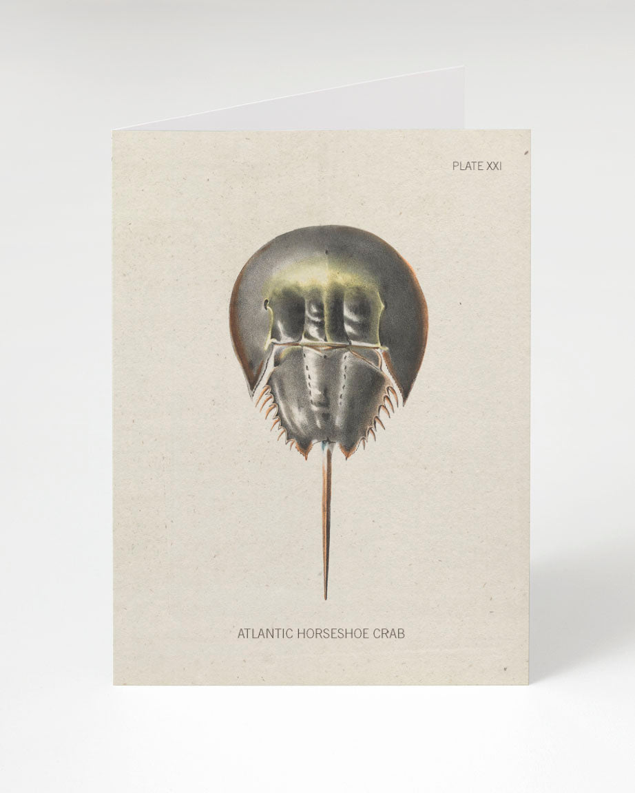 Horseshoe crab specimen greeting card by Cognitive Surplus, 100% recycled paper