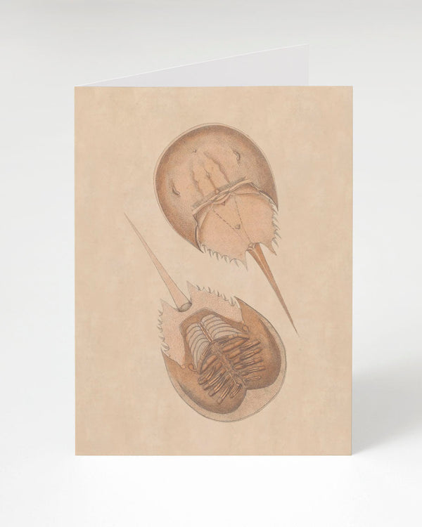 Vintage Horseshoe Crab Illustration Greeting Card - Cognitive Surplus - 1