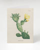 Prickly Pear Cactus Plate 1 Card