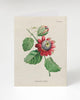 Passion Flower Specimen Card