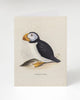 Horned Puffin Specimen greeting card by Cognitive Surplus, 100% recycled paper