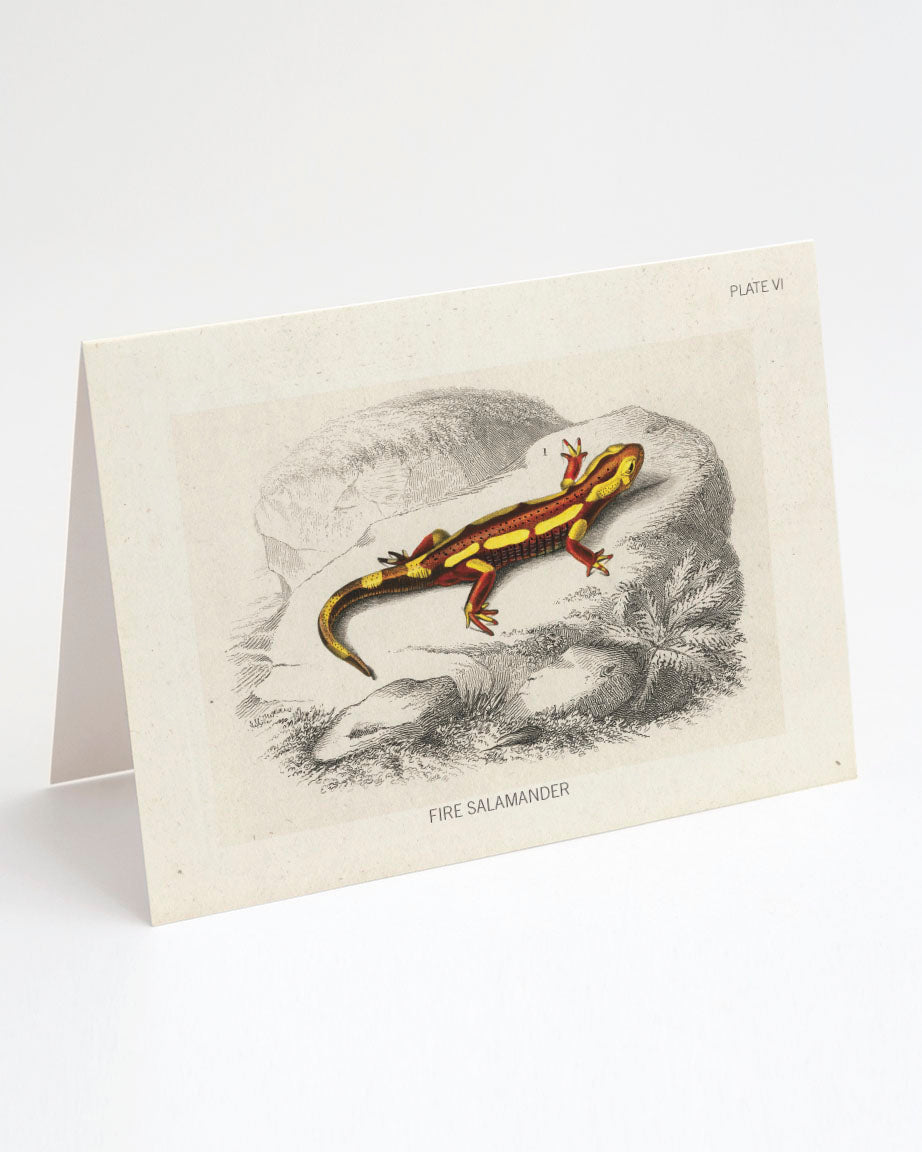 Fire Salamander Specimen Card