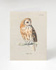 Tawny Owl Bird Specimen Greeting Card