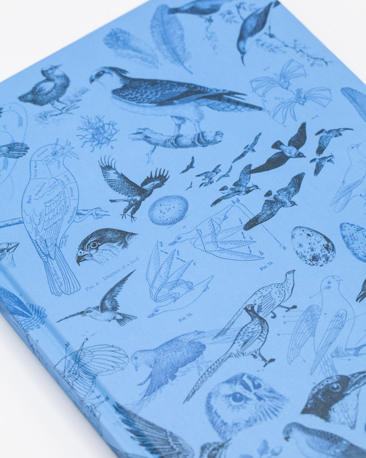 Close up Birds ornithology hardcover dot grid notebook by Cognitive Surplus, 100% recycled paper, sky blue