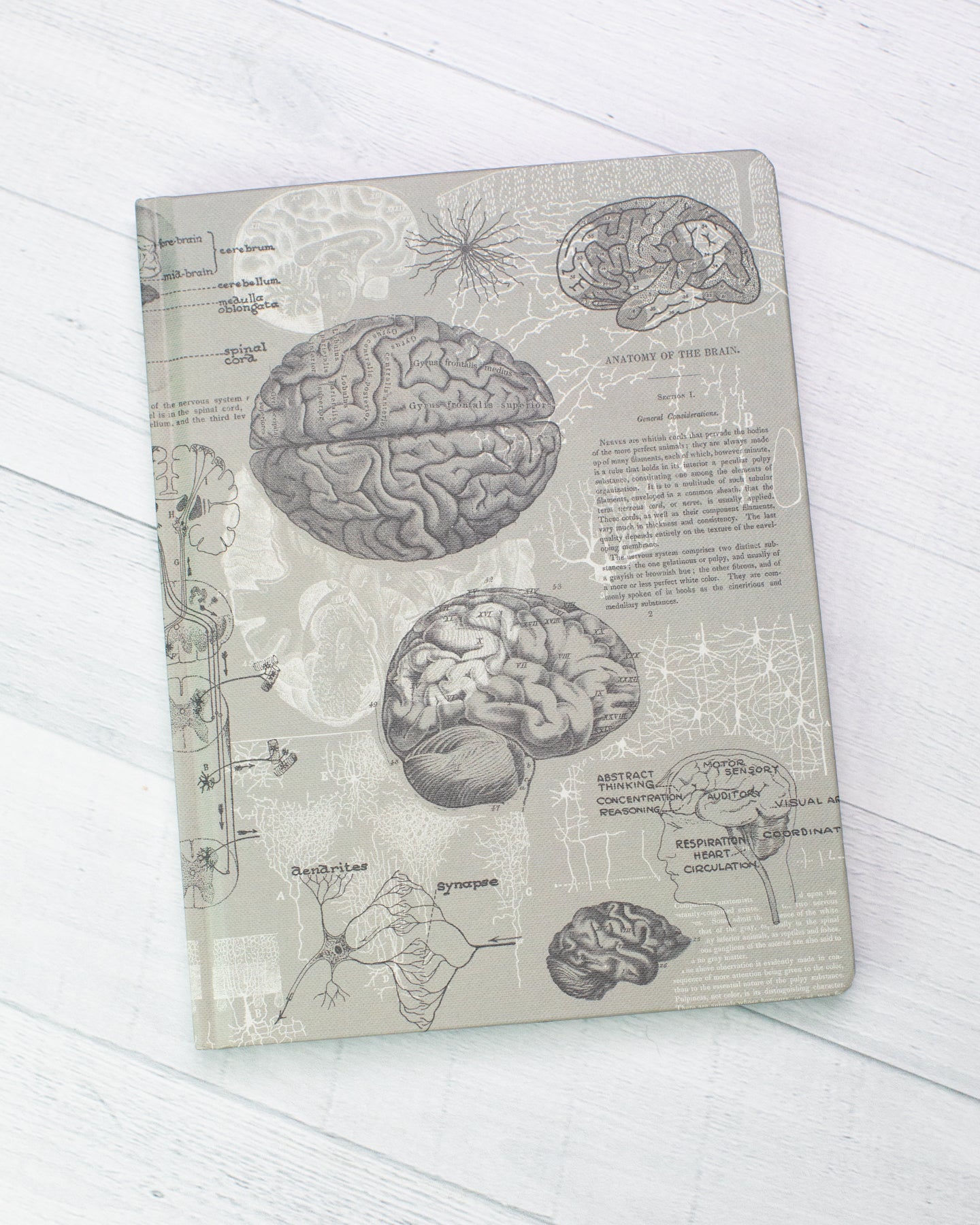 Brain Anatomy Hardcover - Dot Grid