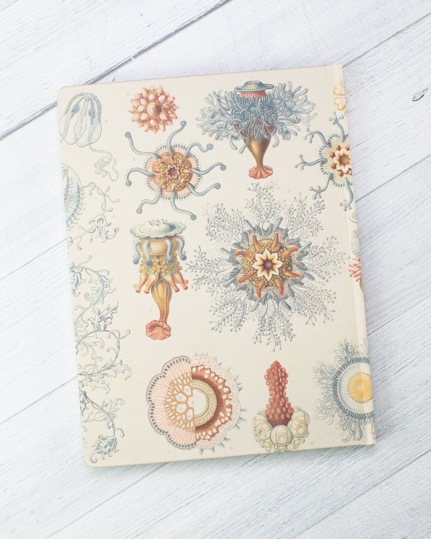 Haeckel Jellyfish Hardcover - Lined/Grid