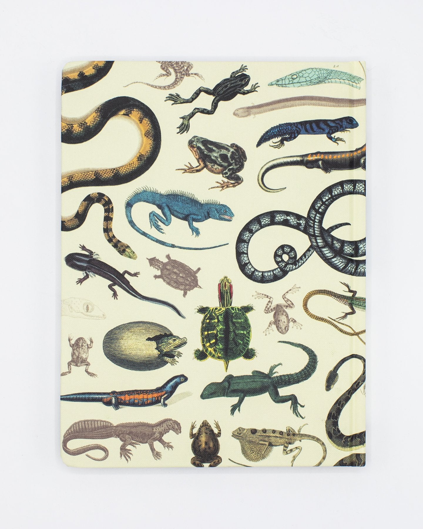 Reptiles & Amphibians Hardcover - Lined/Grid