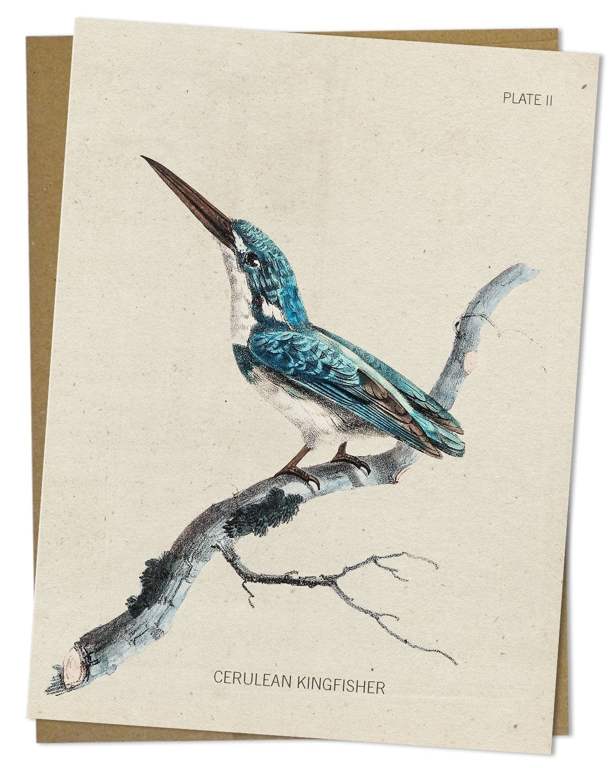 Kingfisher-Bird-Specimen-Card-Cognitive-Surplus-220.jpg