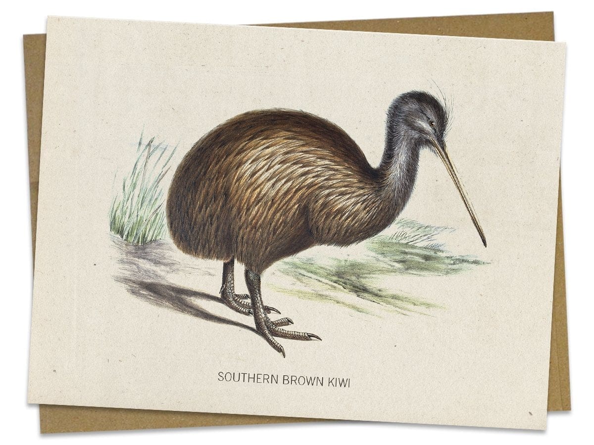 Kiwi-Bird-Specimen-Card-Cognitive-Surplus-657.jpg