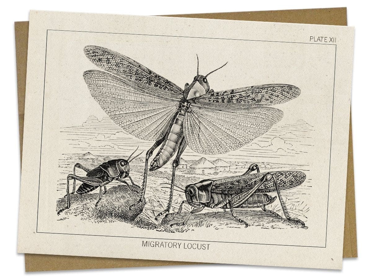 Locust-Specimen-Card-Cognitive-Surplus-699.jpg