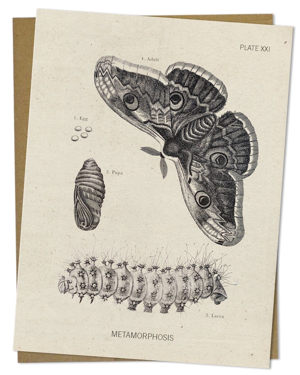 Metamorphosis-Moth-Specimen-Card-Cognitive-Surplus-403.jpg