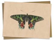 Vintage Insect Illustration Specimen D Greeting Card - Cognitive Surplus - 2
