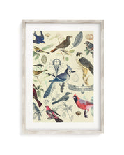 Birds Museum Print