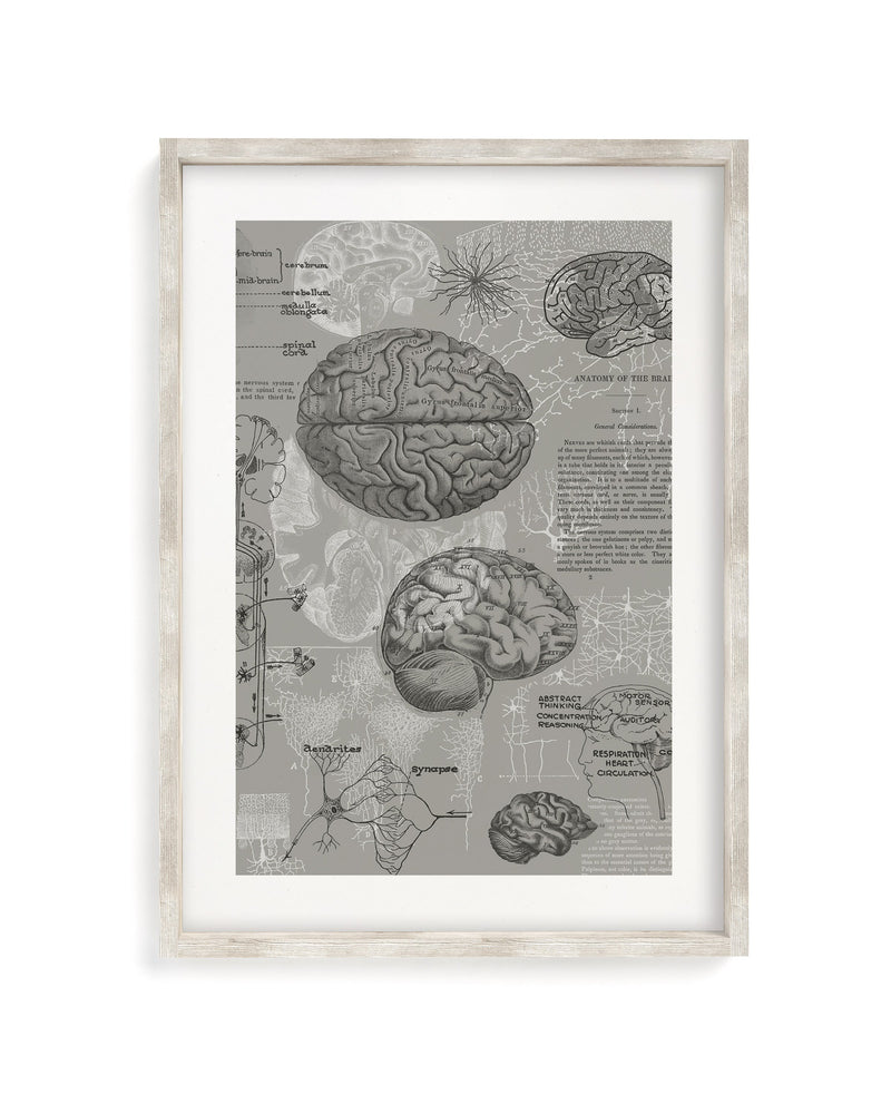 Brain Anatomy Museum Print