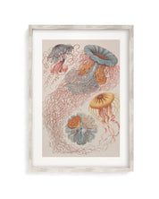 Haeckel Jellyfish Museum Print