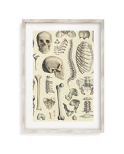 Skeleton Museum Print