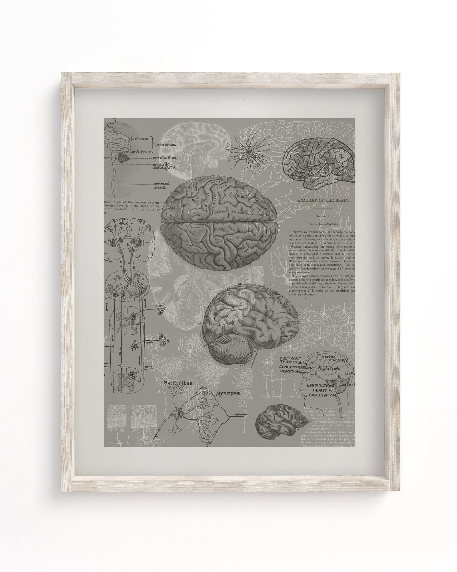 Brain Anatomy Museum Print | Medical Student Gift – Cognitive Surplus ...