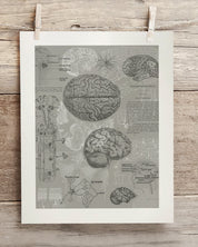 Brain Anatomy Museum Print