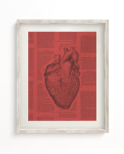 Anatomical Heart Museum Print