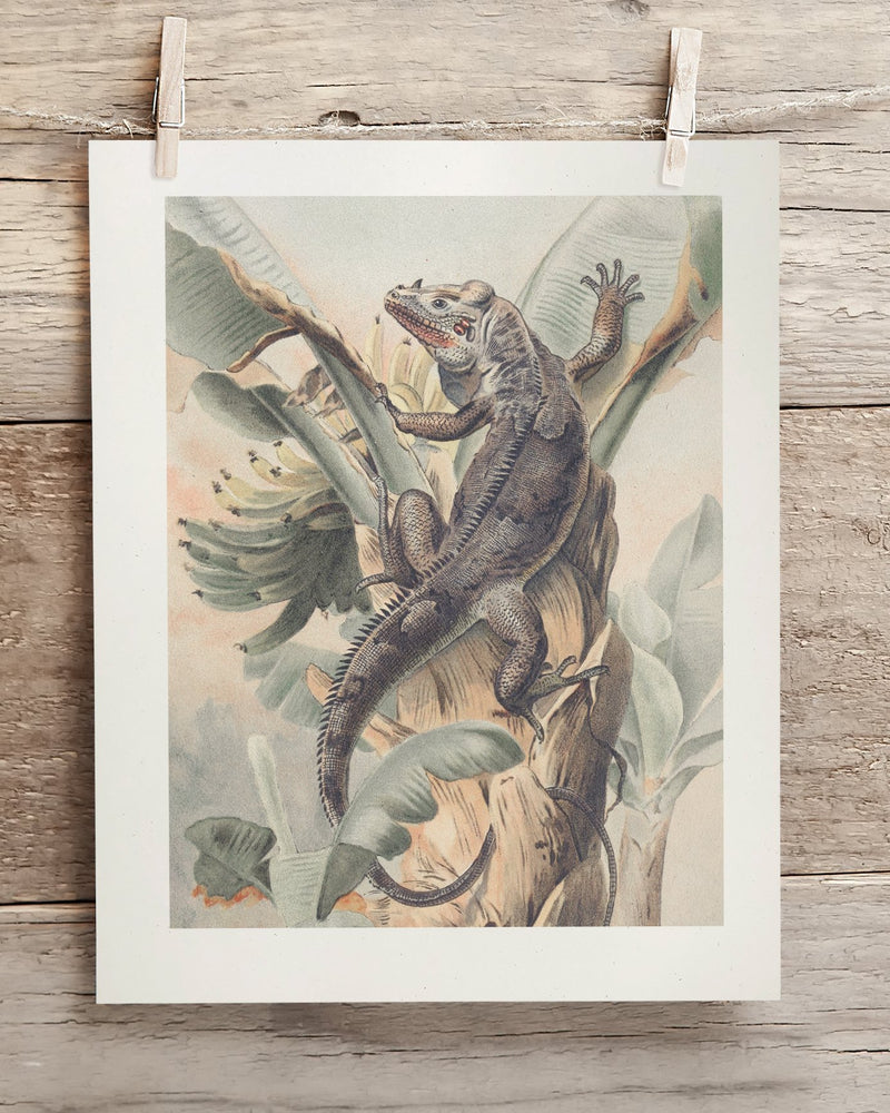 Iguana Museum Print