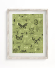 Insect Museum Print