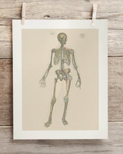 Skeleton Anatomy Museum Print