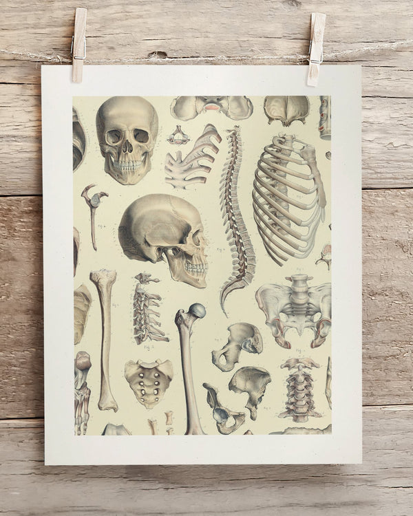 Skeleton Museum Print