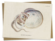 Octopus: Argonaut Specimen Greeting Card