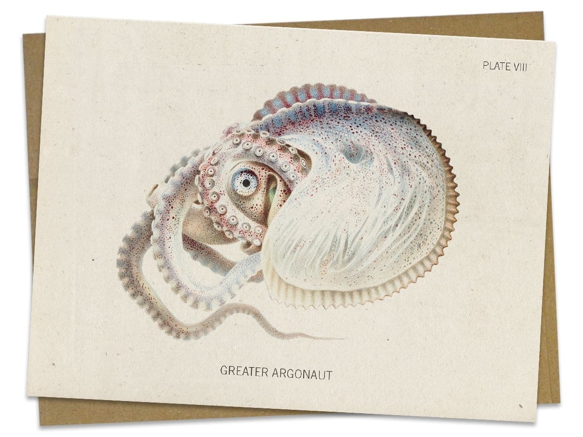 Octopus-Argonaut-Specimen-Greeting-Card-Cognitive-Surplus-578.jpg