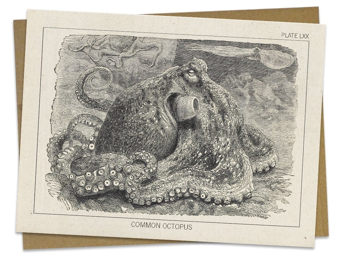 Octopus-Specimen-Card-Cognitive-Surplus-838.jpg