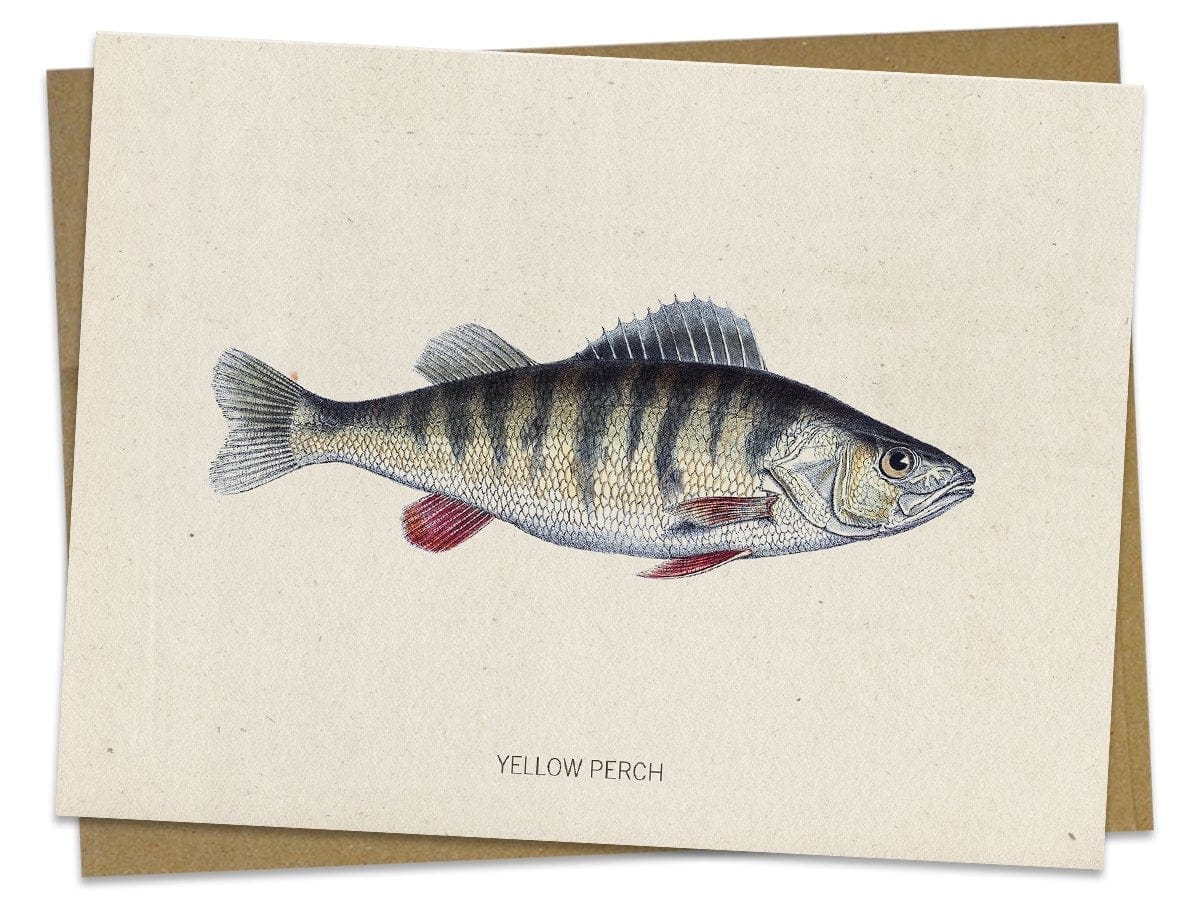 Perch-Fish-Specimen-Card-Cognitive-Surplus-519.jpg