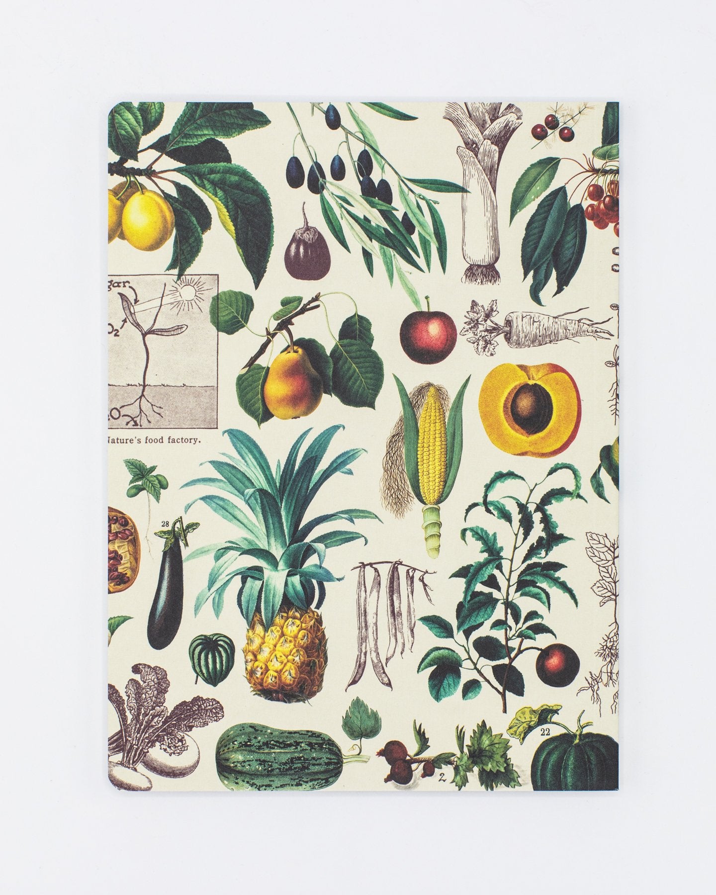 Fruits & Vegetables Softcover - Dot Grid