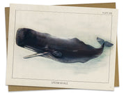 Sperm Whale Specimen Card