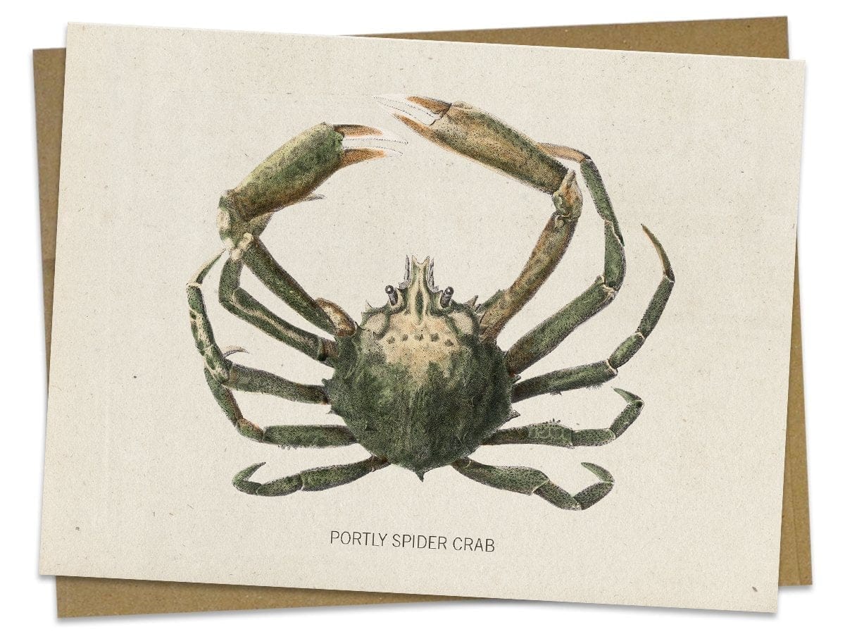 Spider-Crab-Specimen-Card-Cognitive-Surplus-596.jpg