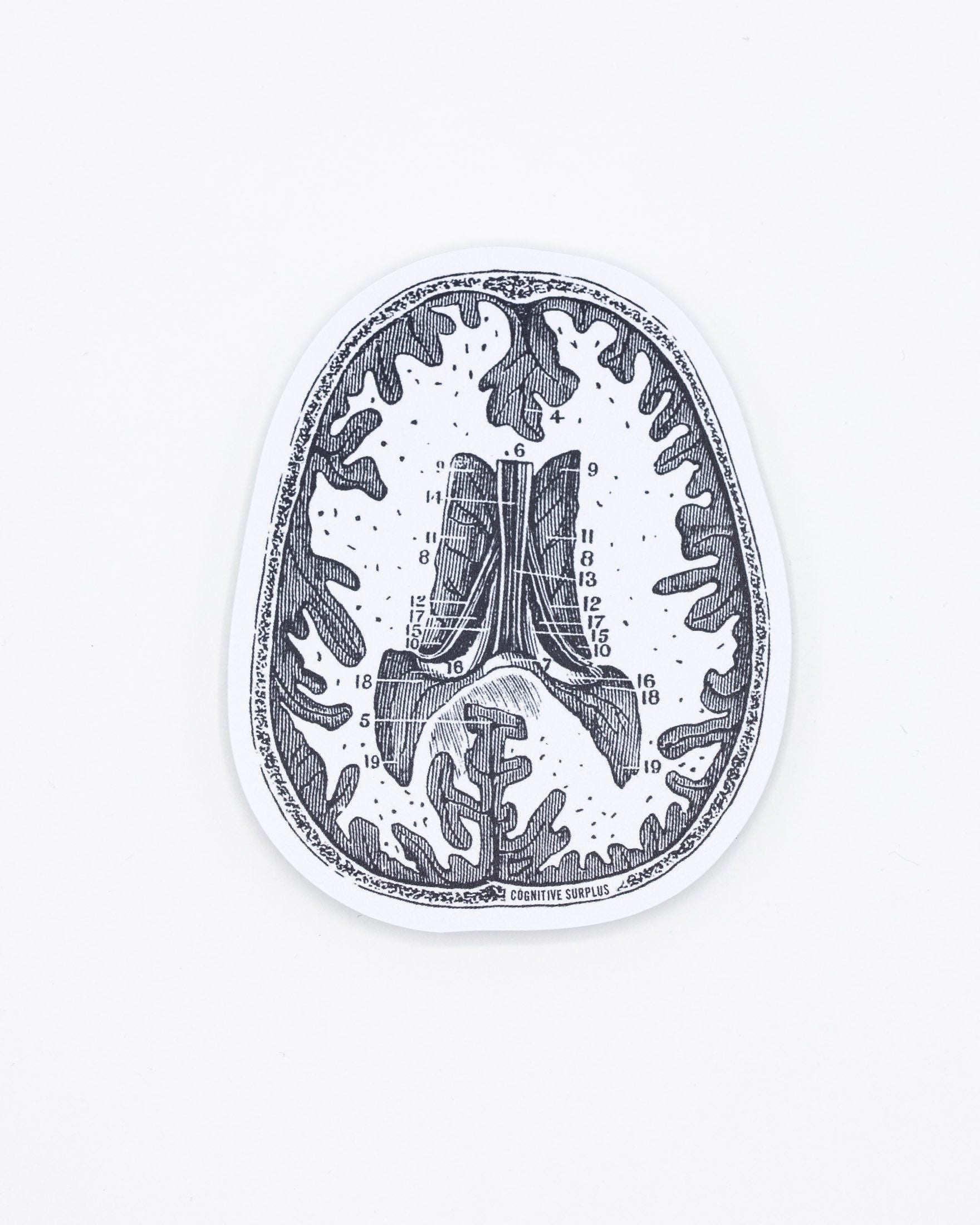 Brain Scan Sticker