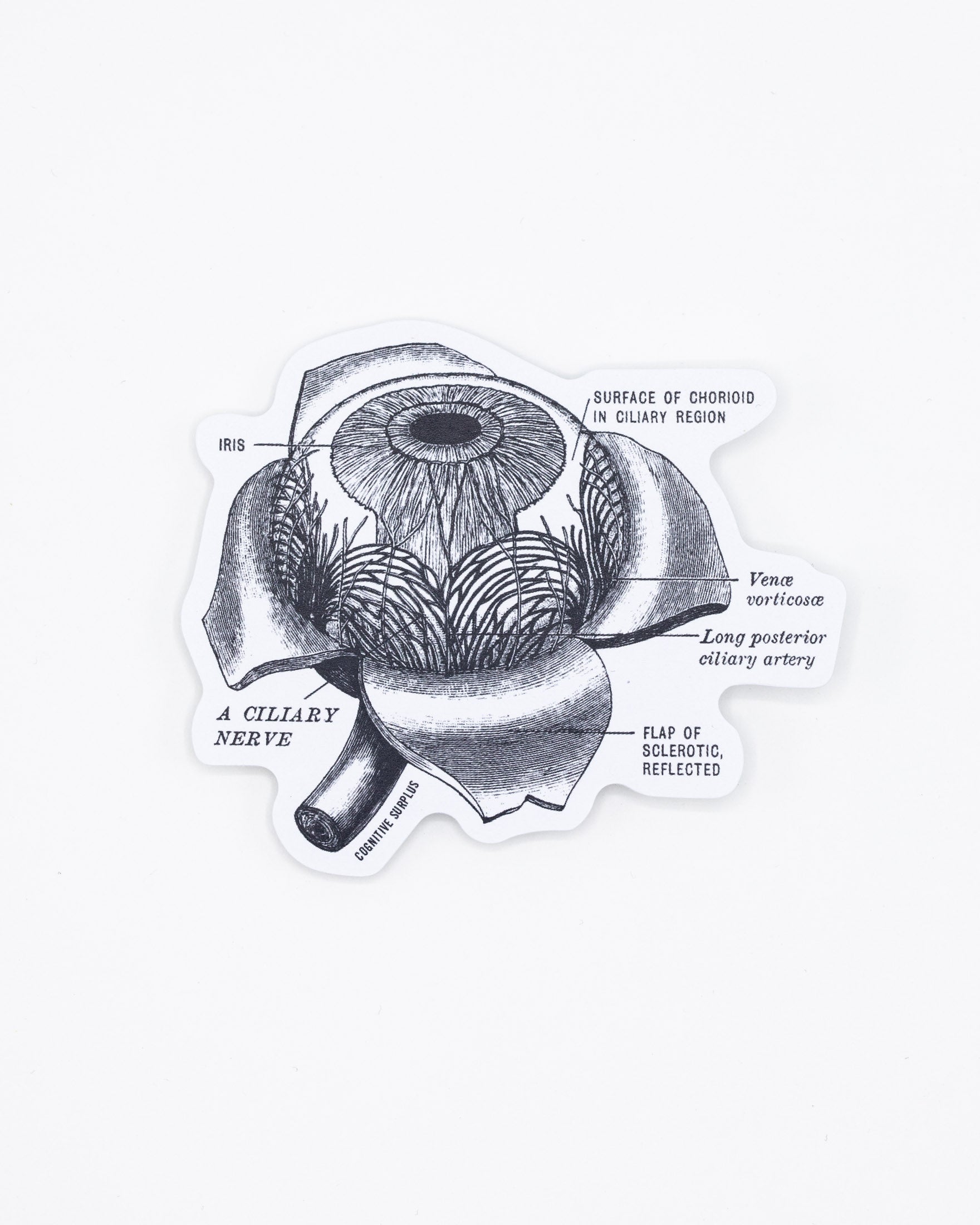 Eye Anatomy Sticker