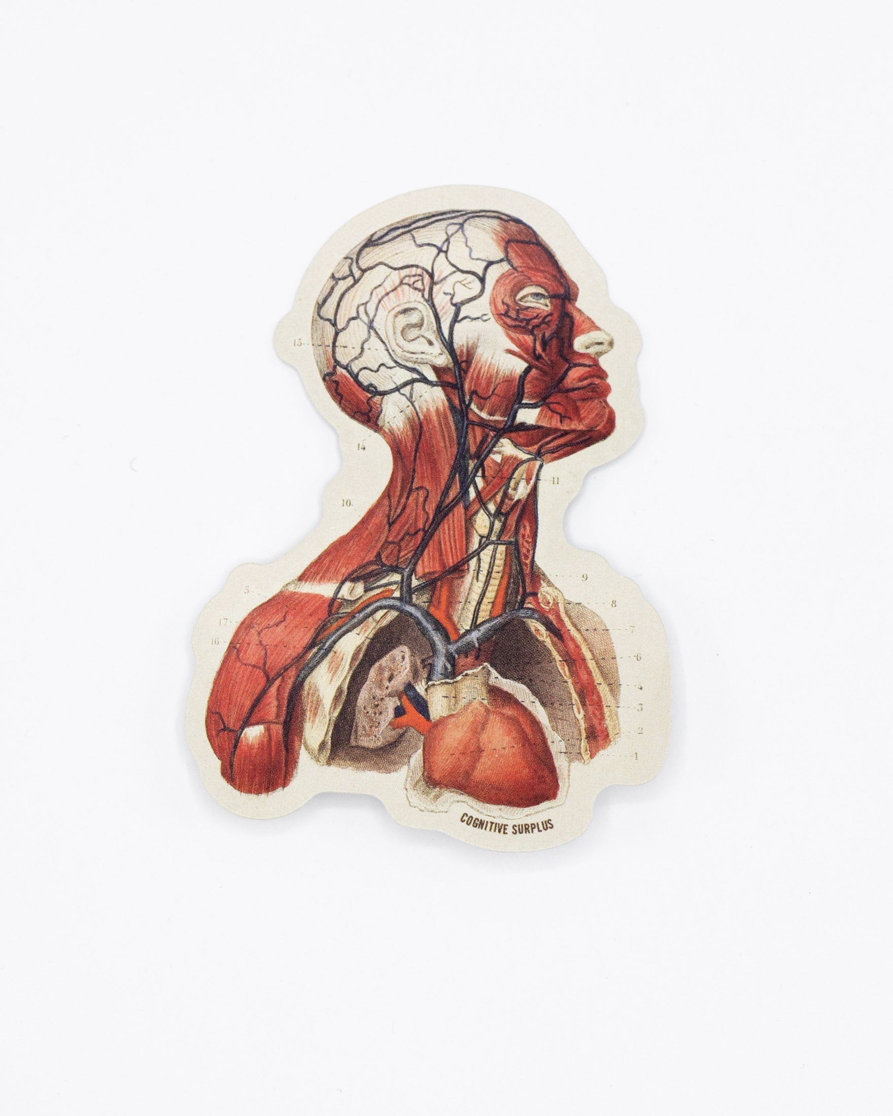 Head Anatomy Sticker