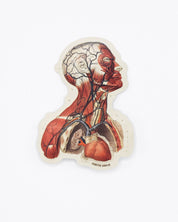 Head Anatomy Sticker
