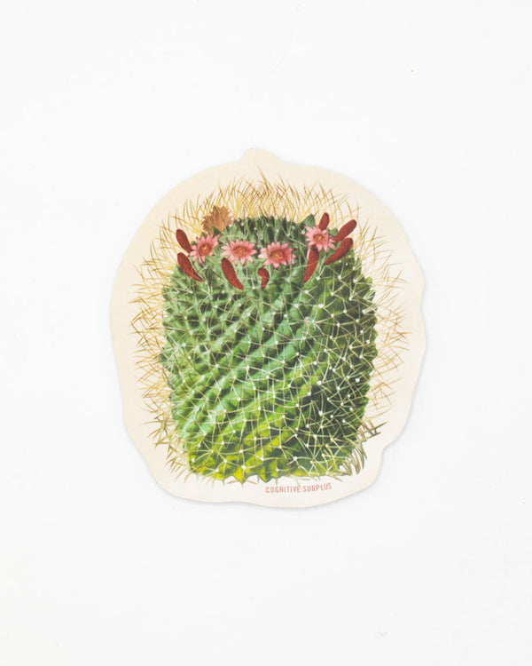 Mammillaria Cactus Sticker