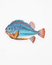 Lump Fish Sticker