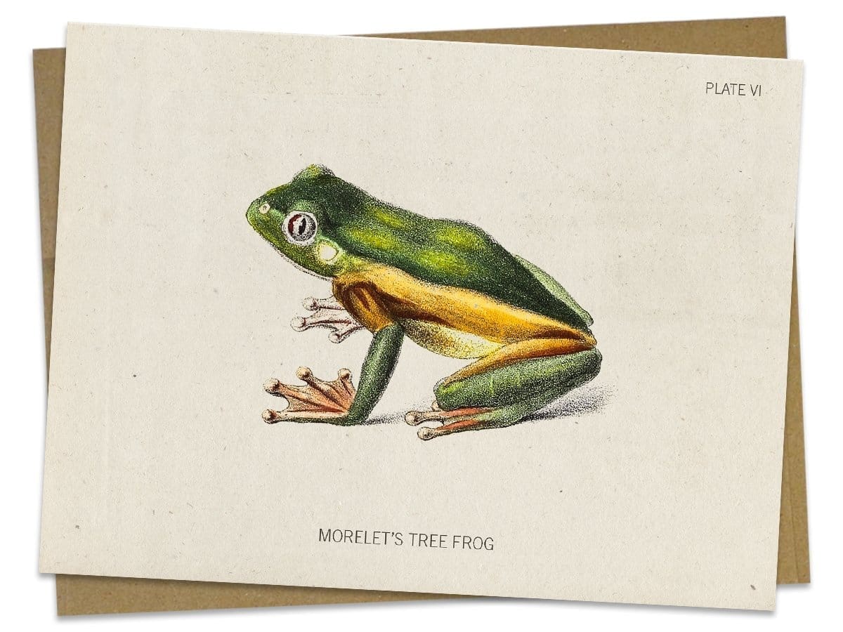 Tree-Frog-Specimen-Card-Cognitive-Surplus-567.jpg