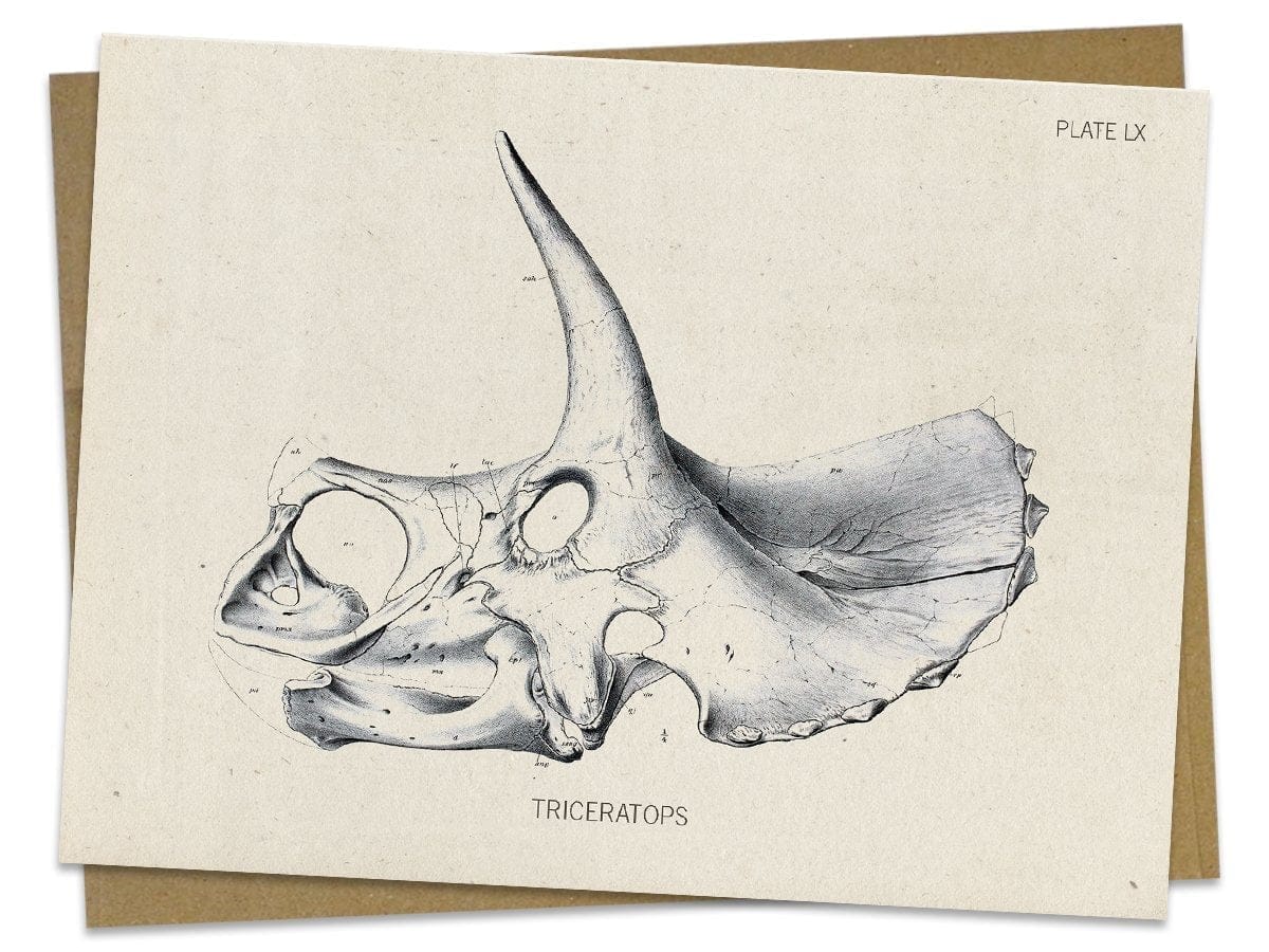 Triceratops-Fossil-Card-Cognitive-Surplus-783.jpg