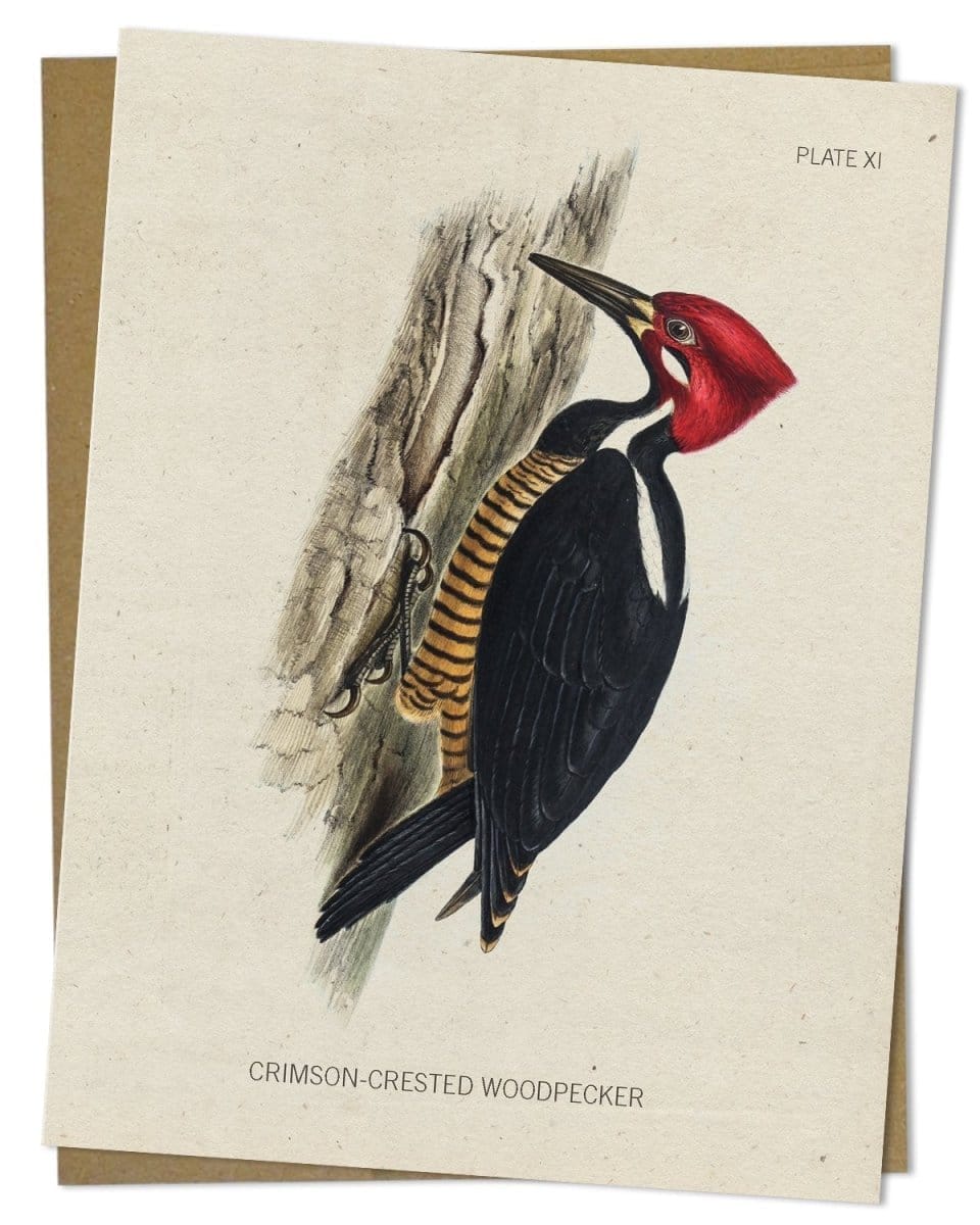 Woodpecker-Specimen-Card-Cognitive-Surplus-399.jpg