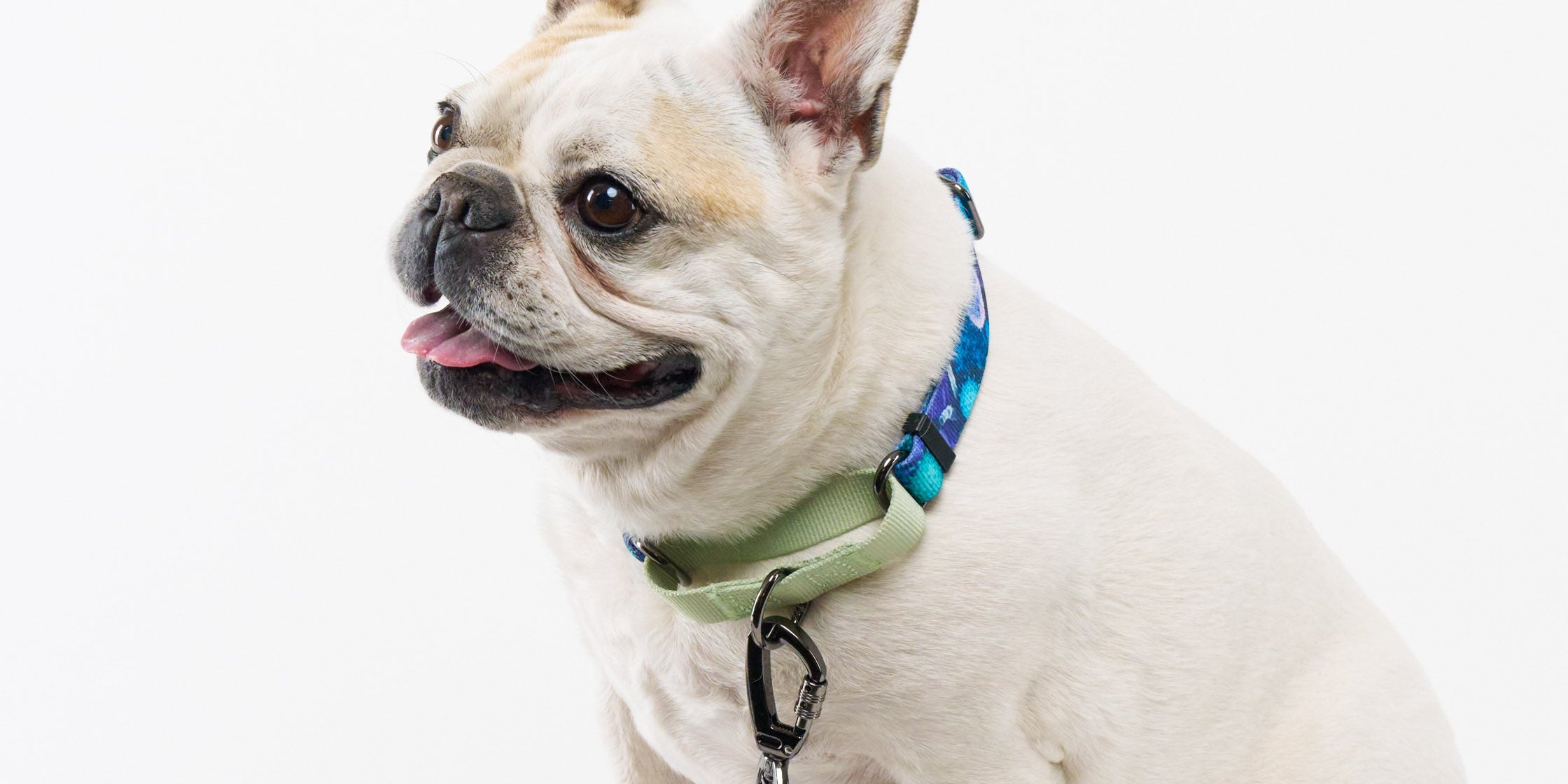 Pet Waste Bag Holders